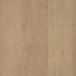 Hard Maple - PCL Seashell (D22N09096)