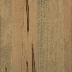 Wormy Maple - PCL Seashell (D22N09096)